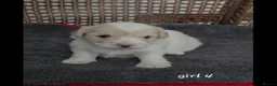 Coton De Tulear dogs for sale: Gorgeous Coton de Tulear puppies KC registered - Advert 14