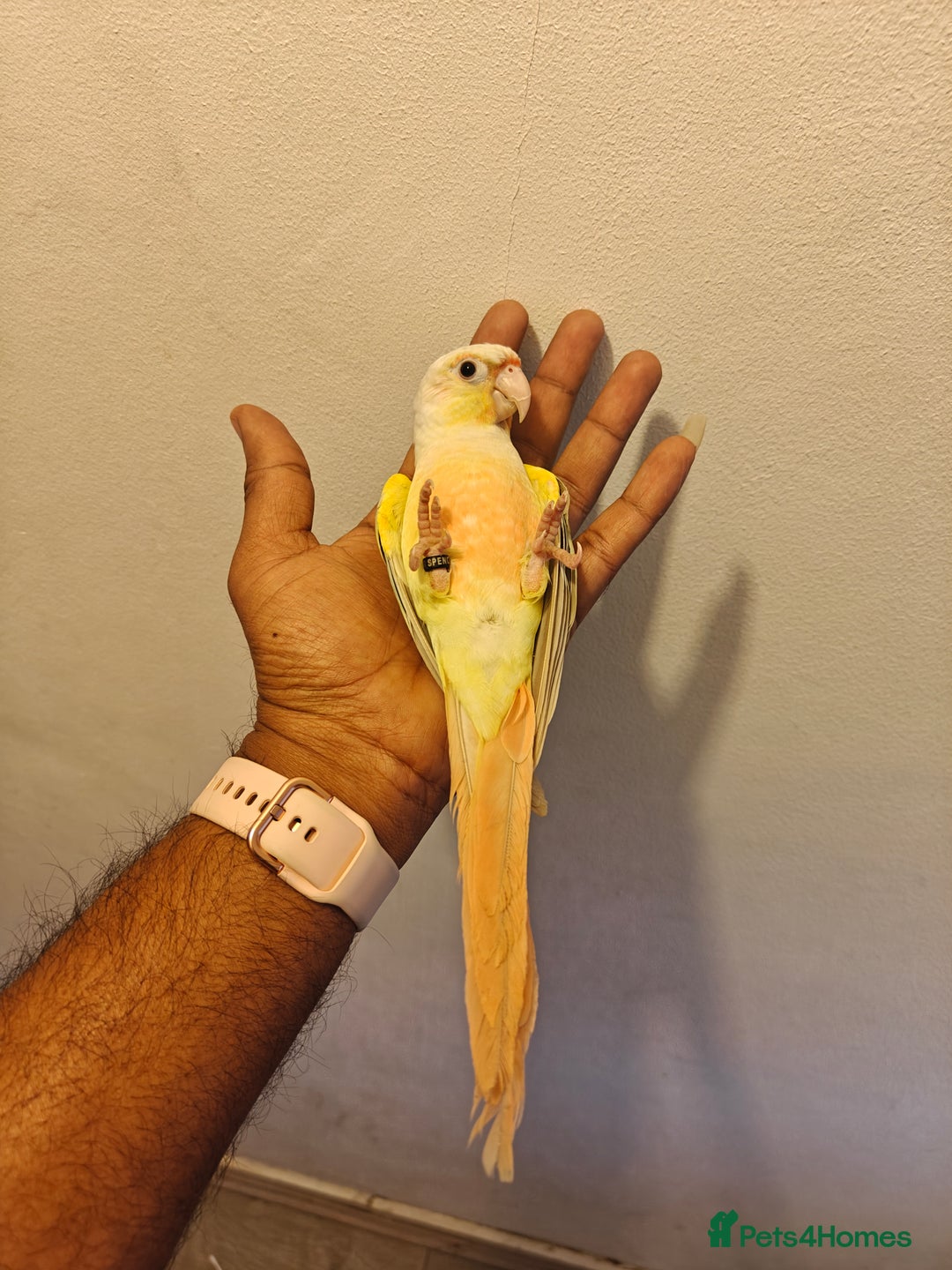 Conures birds for sale: Silly rammed Moon cheek conure - Image 1