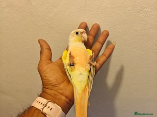 Conures birds - Advert 1