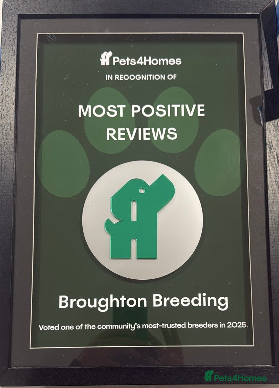 Cavapoo dogs F1 Cavapoo’s From Health Tested Parents 🧬 - Advert 2