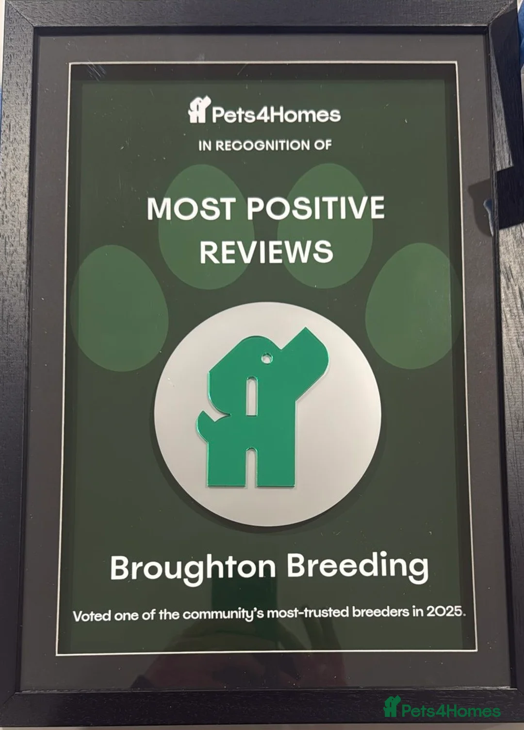 Cavapoo dogs for sale: F1 Cavapoo’s From Health Tested Parents 🧬 in Middlesbrough - Advert 2