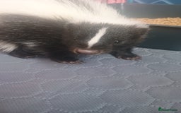 Ferret rodents for sale: Experienced home needed for special skunk - Image 5