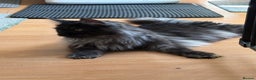 Maine Coon cats for sale: Maine coon kittens - Advert 5