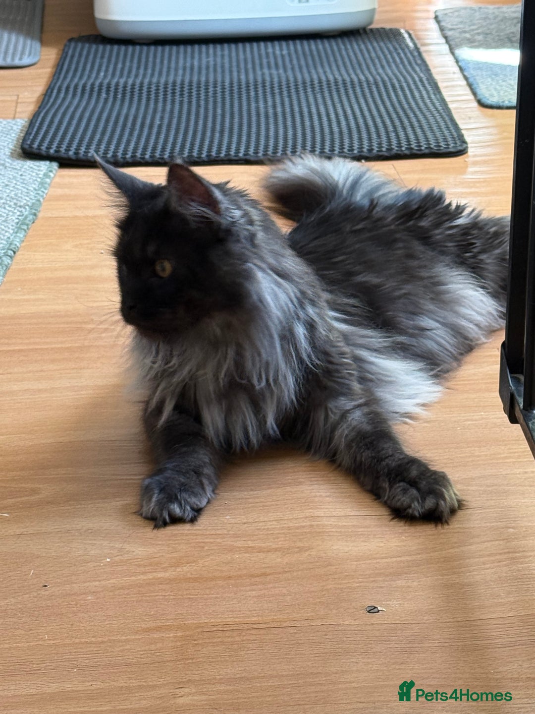 Maine Coon cats for sale: Maine coon kittens - Advert 5