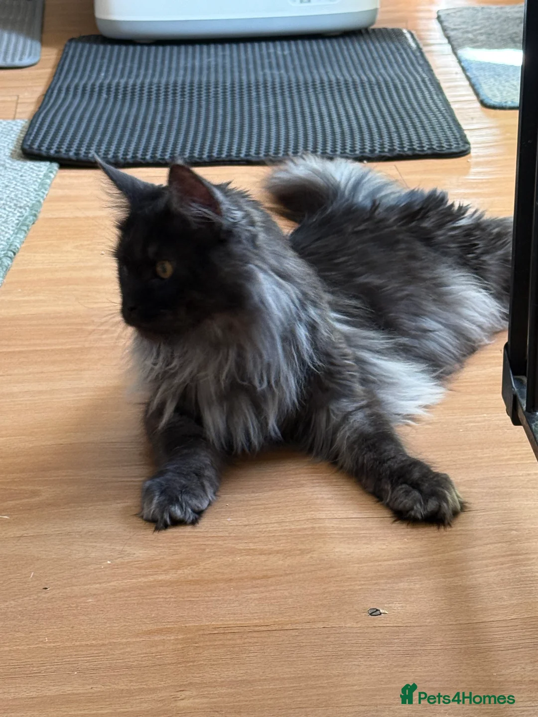 Maine Coon cats for sale: TICA registered Russian lineage Maine coon kittens - Advert 36