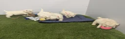West Highland Terrier dogs for sale: West Highland Terrier puppies  - Advert 15