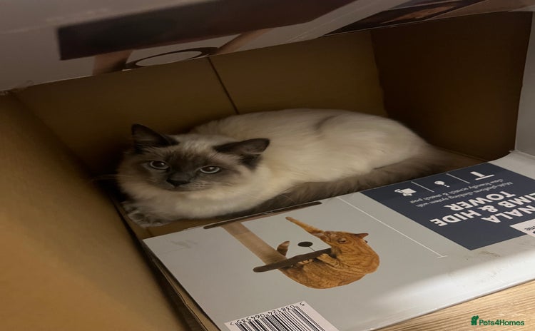 Ragdoll cats - Advert 3