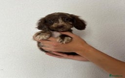 Cocker Spaniel dogs for sale: STUNNING COCKER SPANIEL PUPPIES  - Image 10