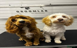 Cockapoo dogs for sale: 2 Male Cockapoos need a home :( - Image 2