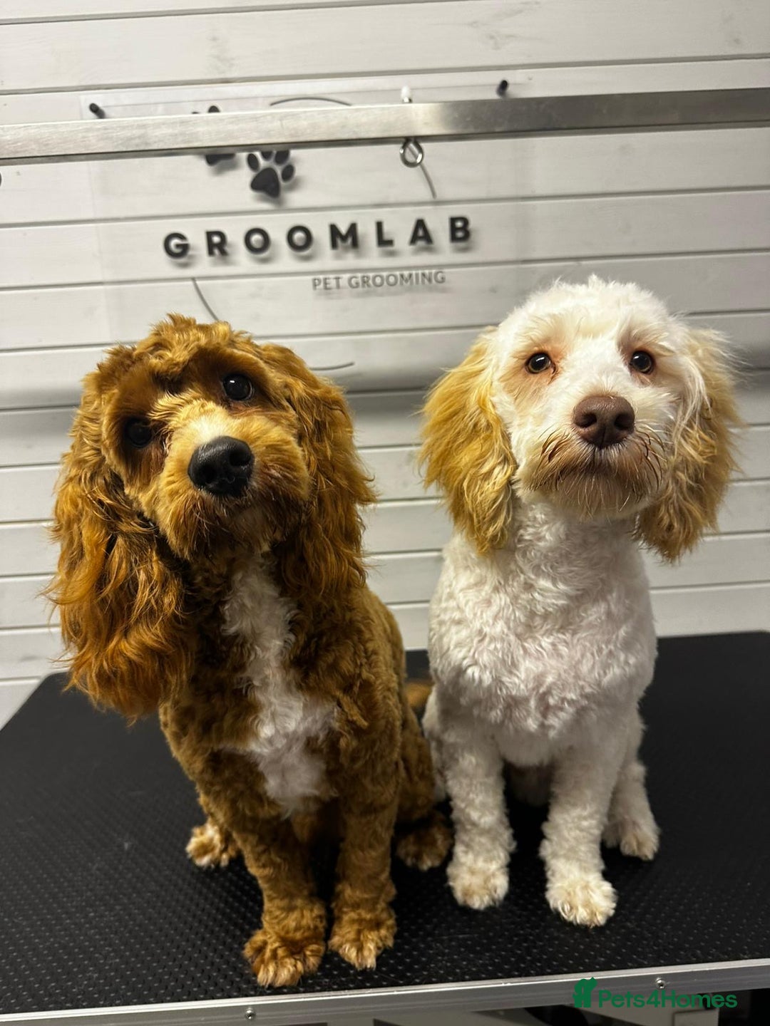 Cockapoo dogs for sale: 2 Male Cockapoos need a home :( - Image 2