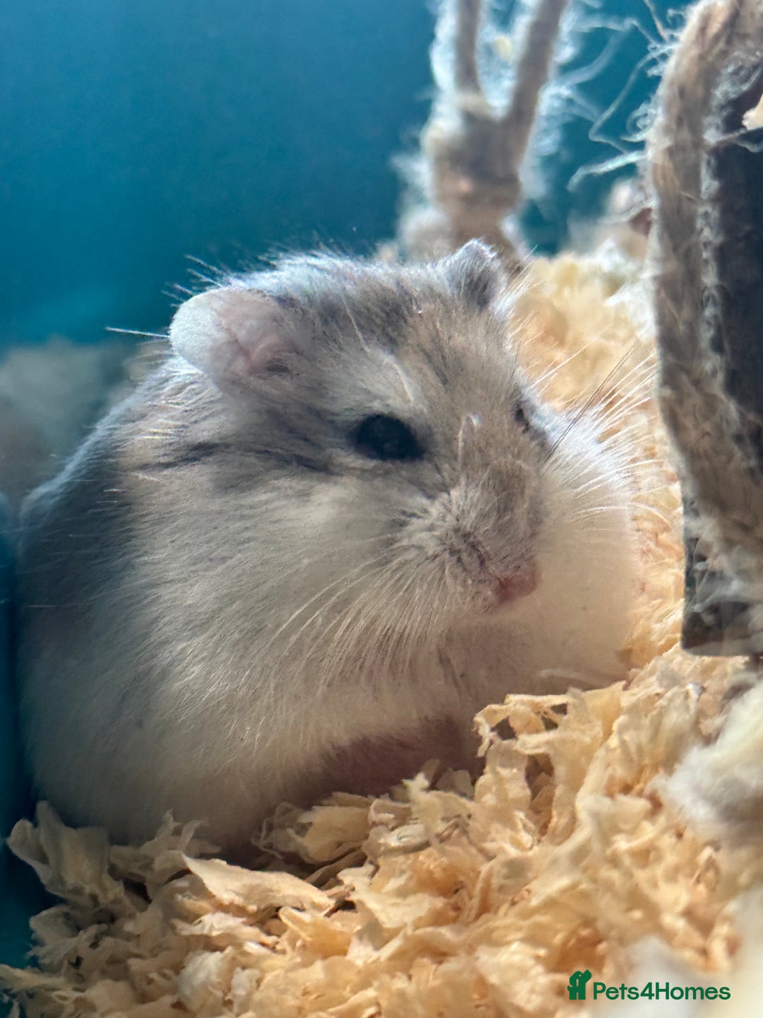 Hamster rodents for sale: Robo hamster for sale - Advert 2