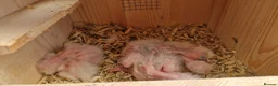 Cockatiels birds for sale: 3 8 week old cockatiels for sale £90 each - Advert 8