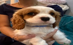 Cavalier King Charles Spaniel dogs for sale: KC reg Cavalier King Charles Spaniels  - Image 9