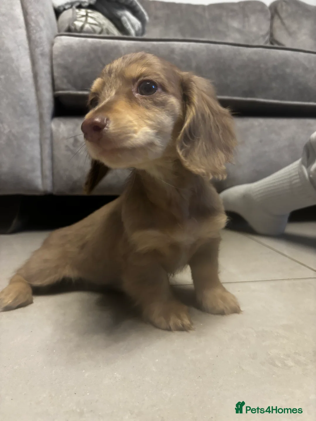 Miniature Dachshund dogs for sale: Long haired cream Puppies  - Advert 25