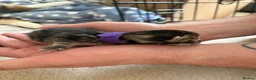Domestic Shorthair cats for sale: A Stunning Litter Of Six Newborn Kittens  - Advert 17