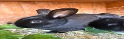 Mini Lop rabbits for sale: Stunning mini lop baby rabbits  - Advert 5