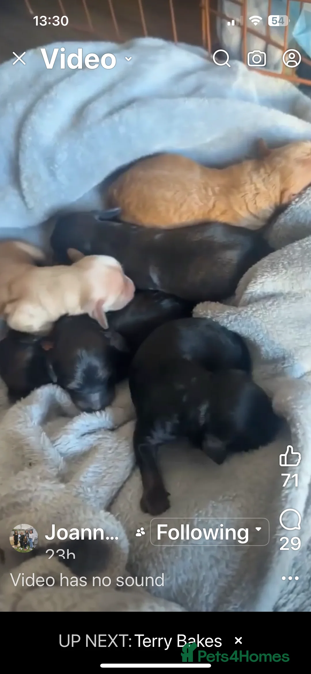 Toy Poodle dogs for stud: 🏆PROVEN🏆sable miniature poodle health tested in Havant - Advert 25