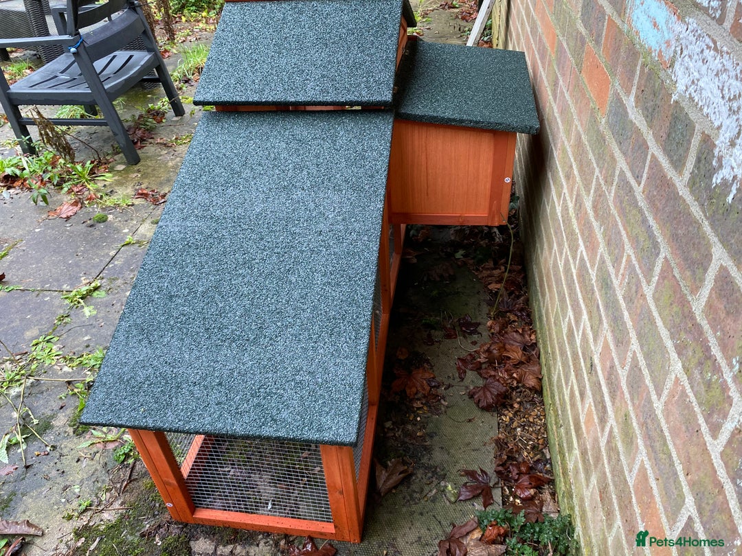 Mini Lop rabbits for sale: 2 sweet bonded mini lop sisters £25 each. - Advert 8