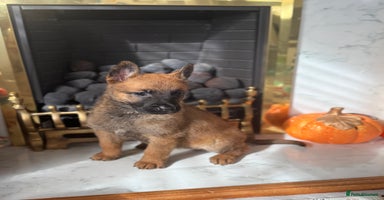 Belgian Shepherd Dog dogs - Advert 3