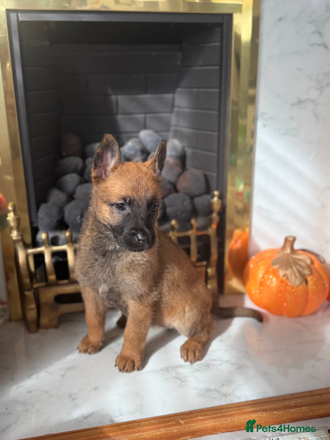 Belgian Shepherd Dog dogs for sale: Top working line puppies  - Image 5