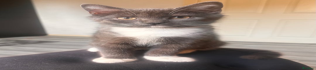 British Shorthair Kitten 1
