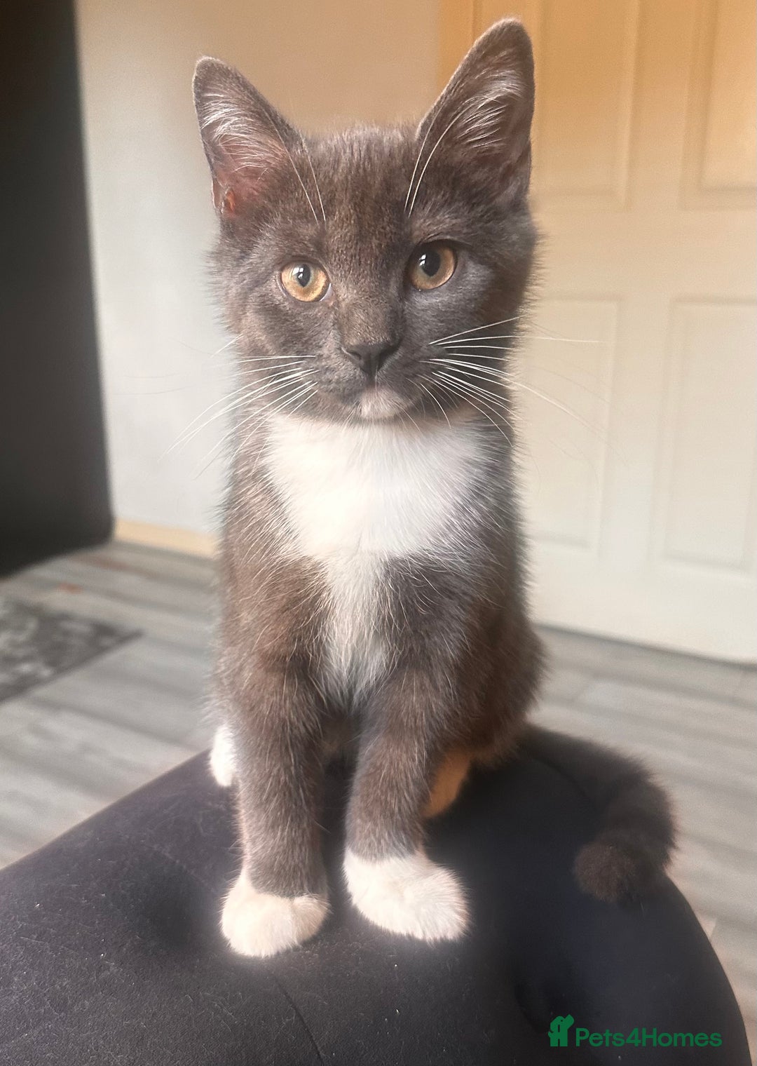 British Shorthair cats for sale: Four stunning grey British Shorthair kittens - Image 2