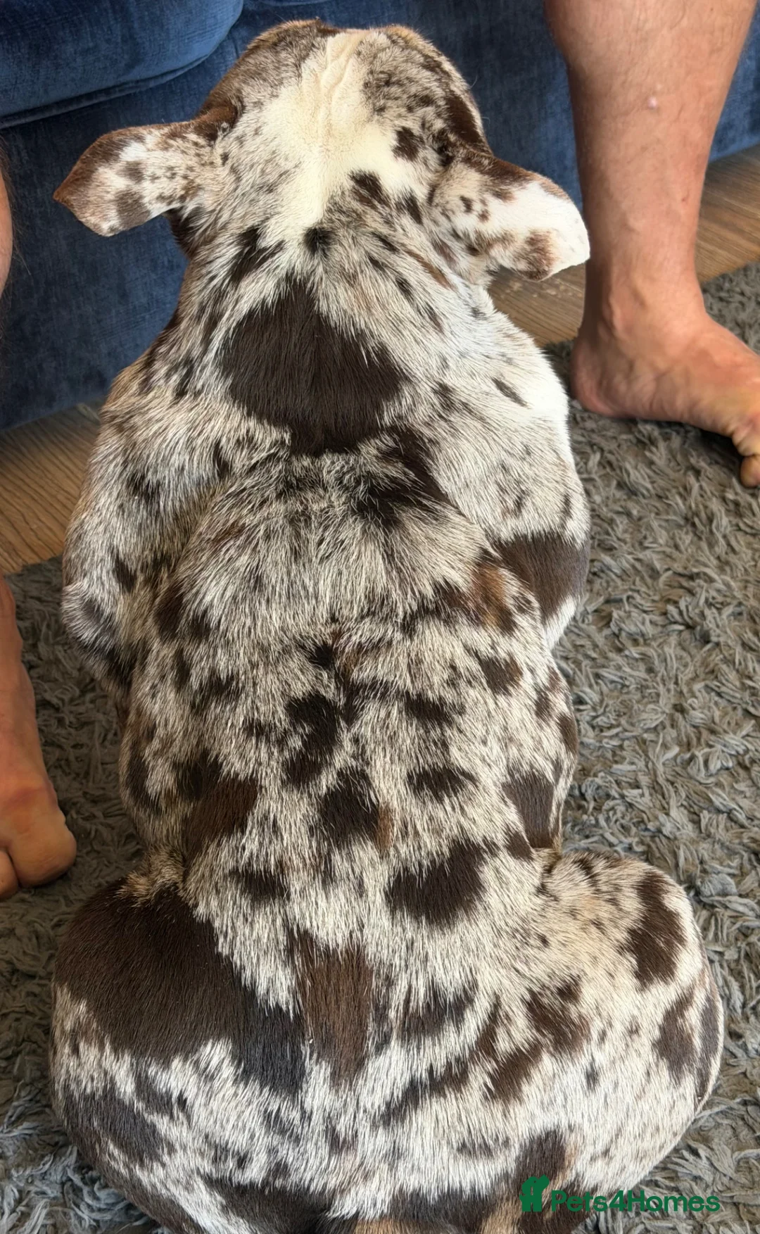 English Bulldog dogs for sale: Stunning MERLE bitch 1 year old 💫  - Advert 2