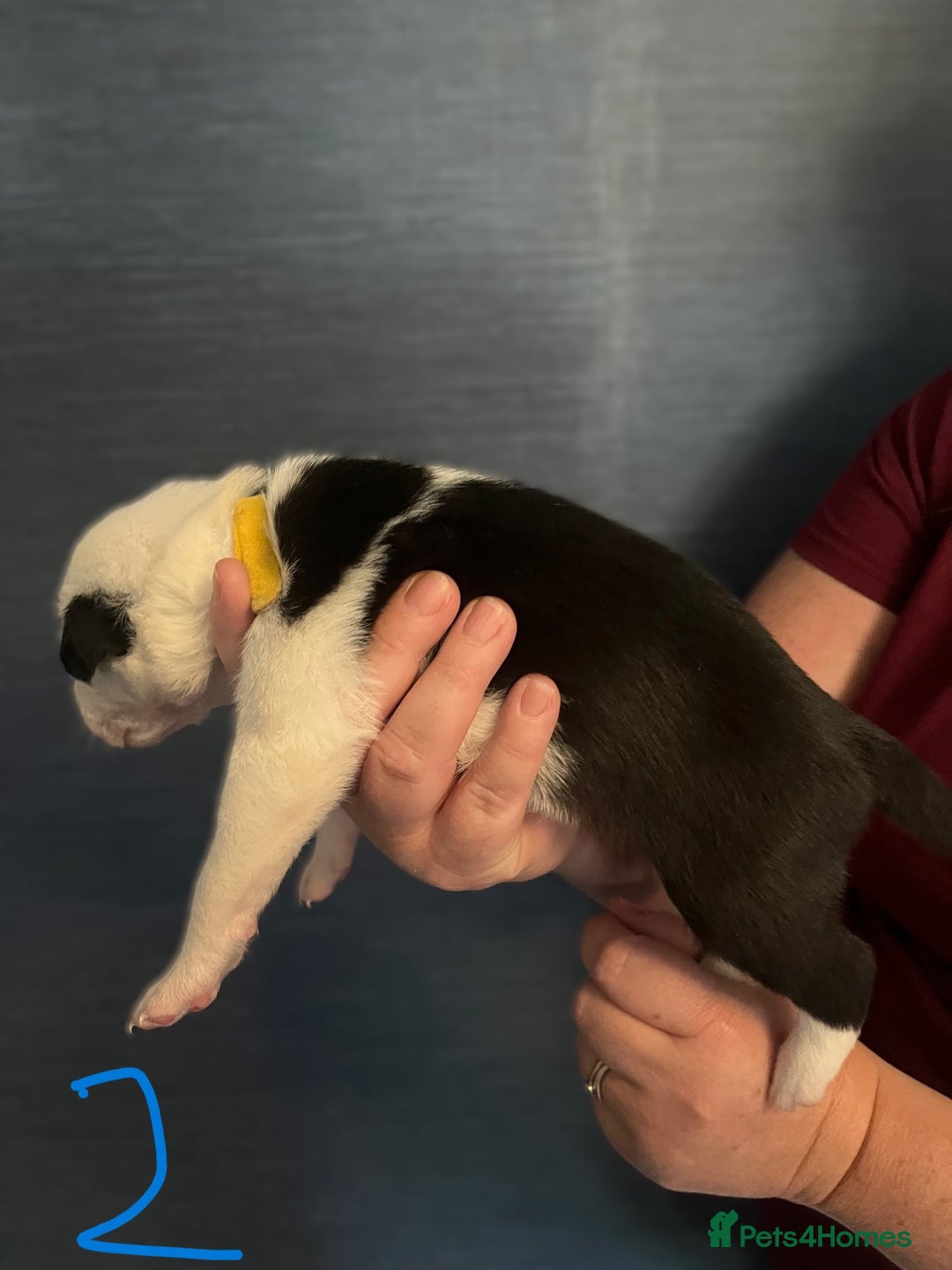 Border Collie dogs for sale: Border Collie Puppies - Image 6