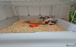 Mini Lop rabbits for sale: Two female sister Mini Lop Grey Rabbit Bunnys - Image 3