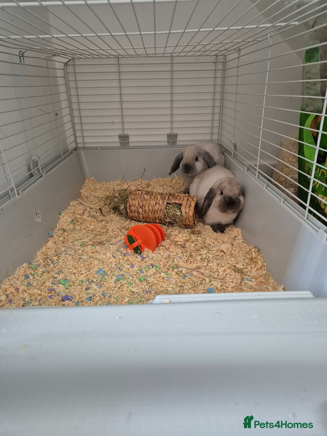 Mini Lop rabbits for sale: Two female sister Mini Lop Grey Rabbit Bunnys - Image 3