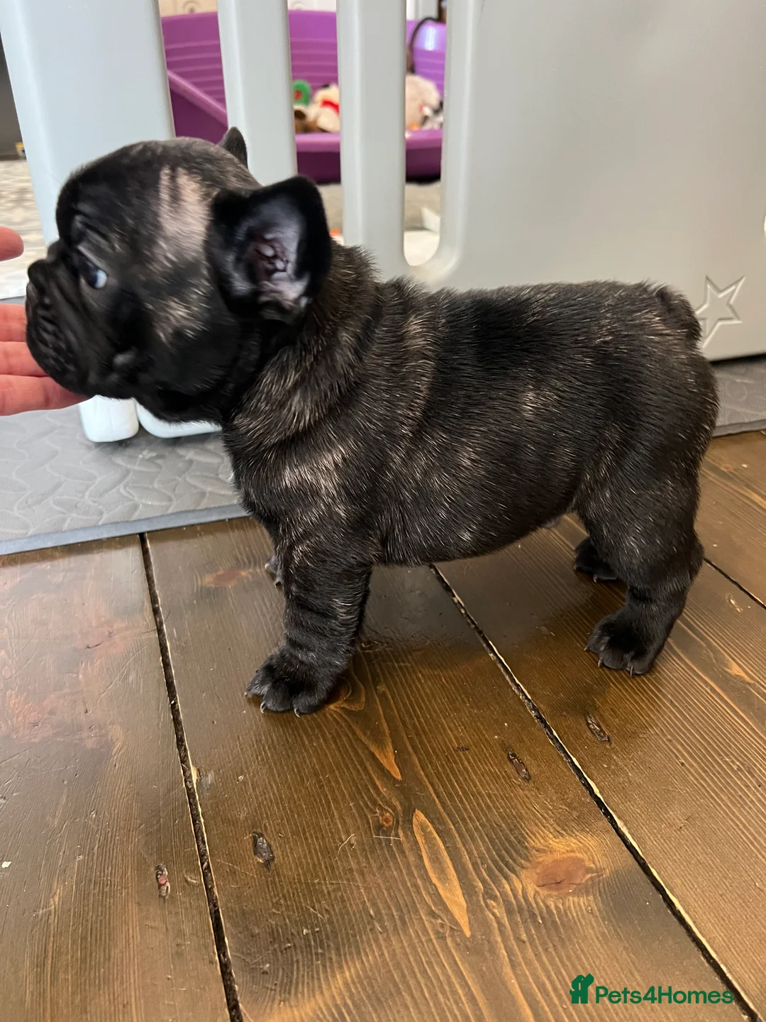 French Bulldog dogs for sale: French Bulldog Puppies - KC REG - Show Quality - Advert 4