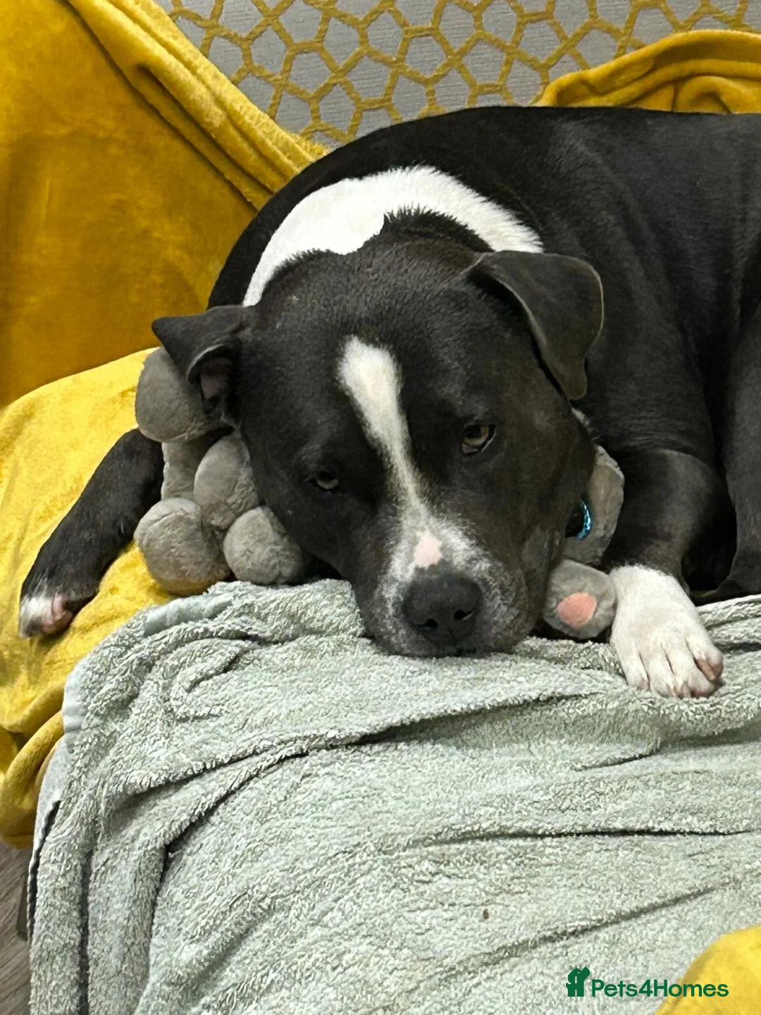 Staffordshire Bull Terrier dogs for sale: Little snowy princess  - Advert 6