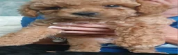 Mixed Breed dogs for sale: 3 Adorable F2B crested poos in Withernsea - Advert 7