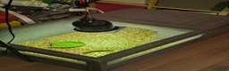 Hermann Tortoise reptiles for sale: Hermann Tortoise  - Advert 5