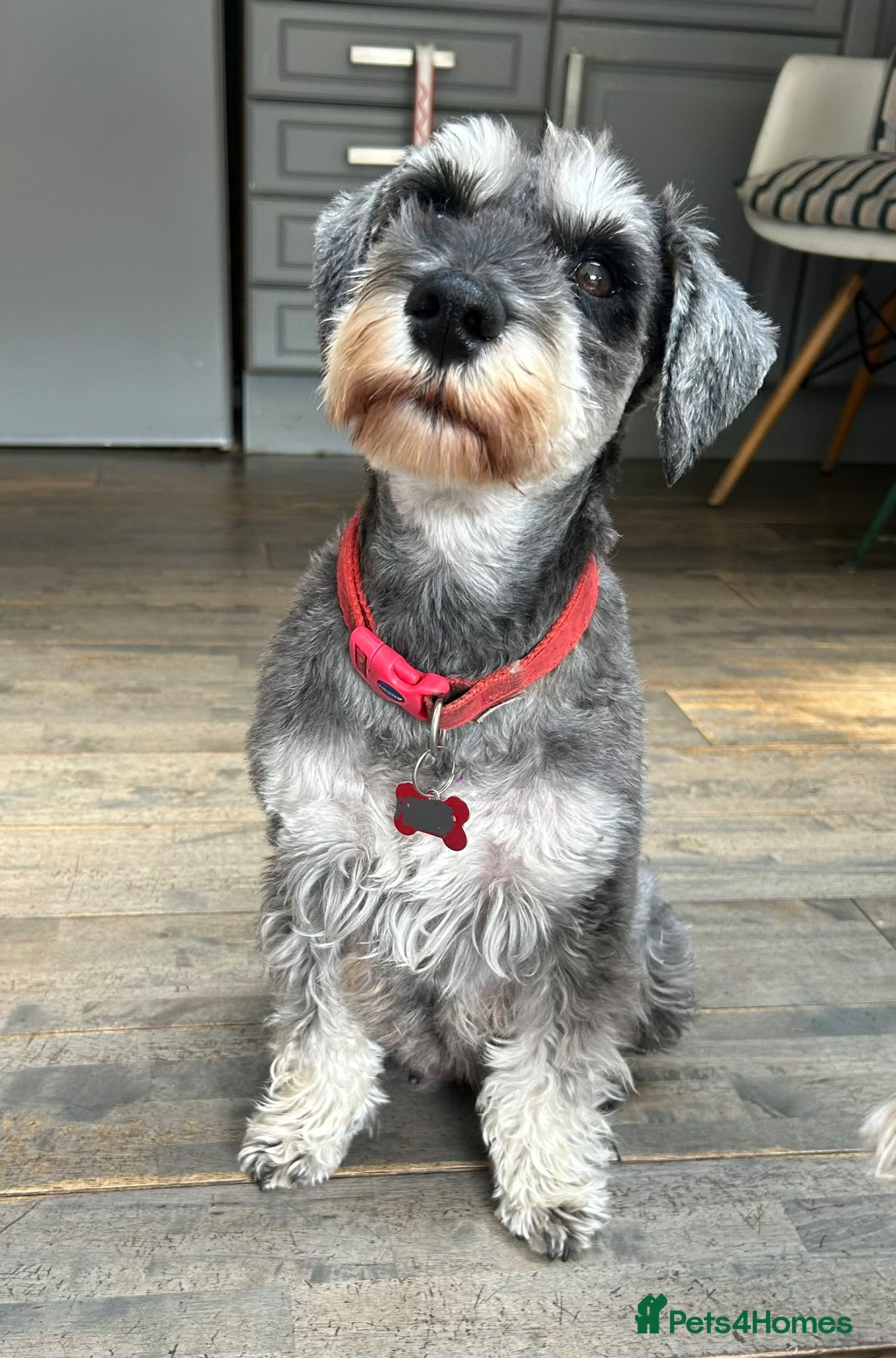 Miniature Schnauzer dogs Beautiful Miniature Schnauzer Puppies For Sale - Advert 3