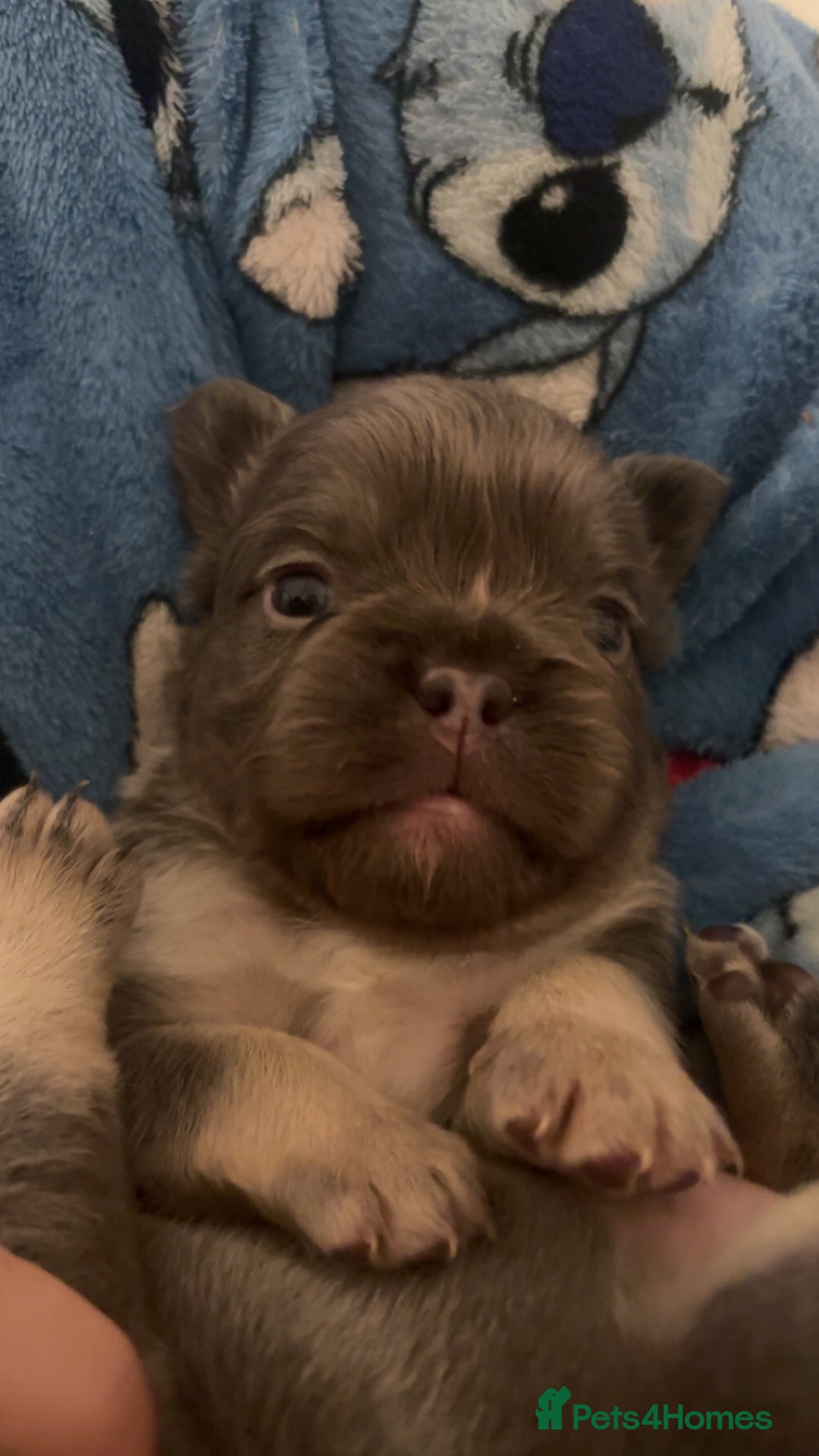 French Bulldog dogs for sale: Beautiful fluffy/carrier French's   - Advert 2