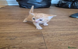 Domestic Shorthair cats for sale: 5 kittens - Image 4