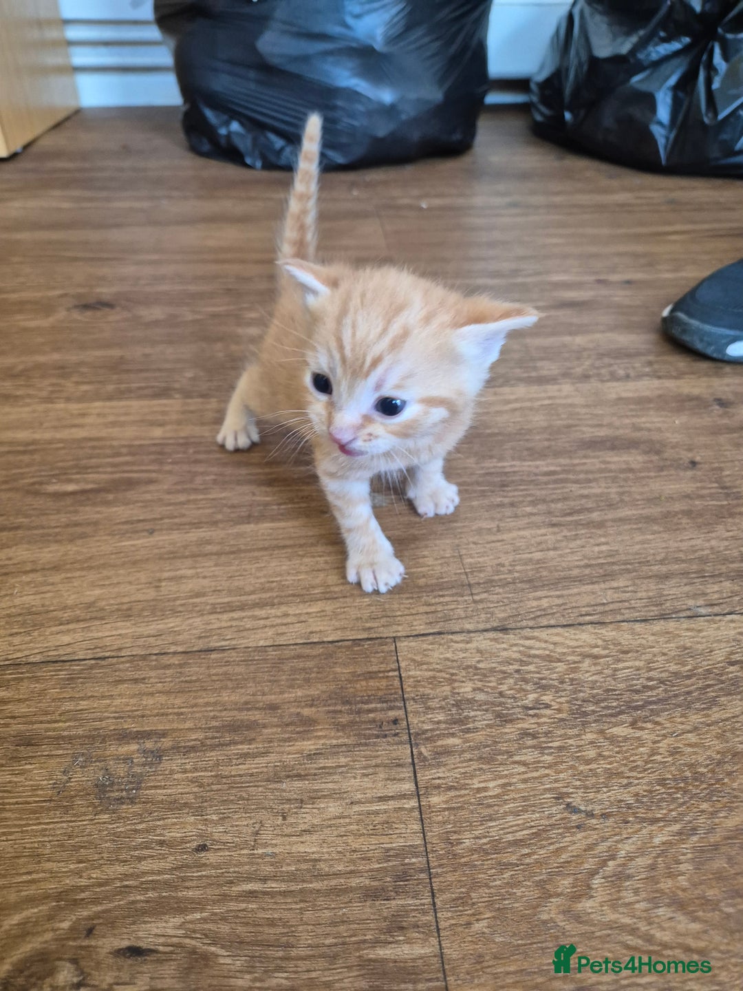 Domestic Shorthair cats for sale: 5 kittens - Image 4