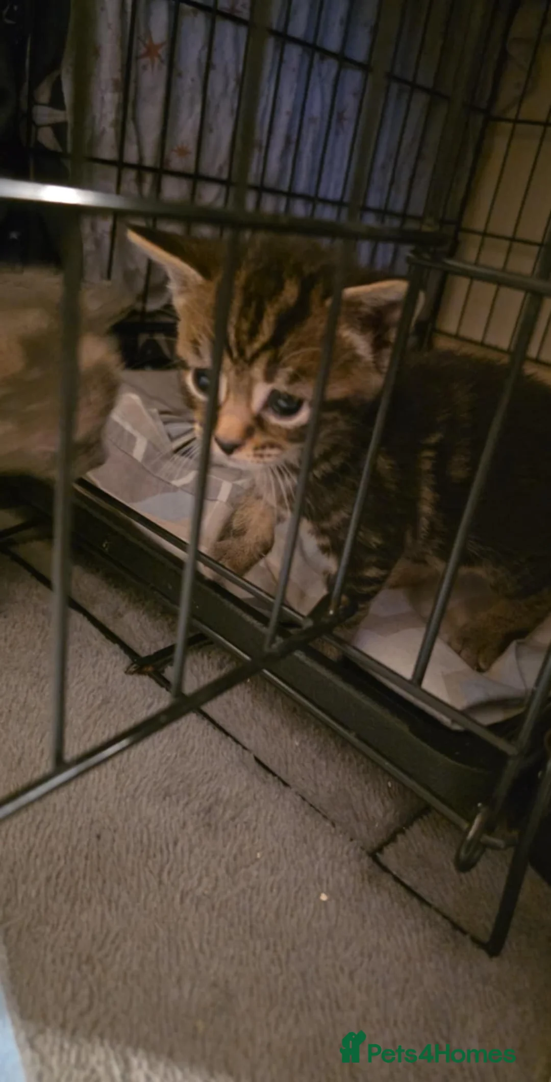 Mixed Breed cats for sale: 6 half maincoons - Advert 6