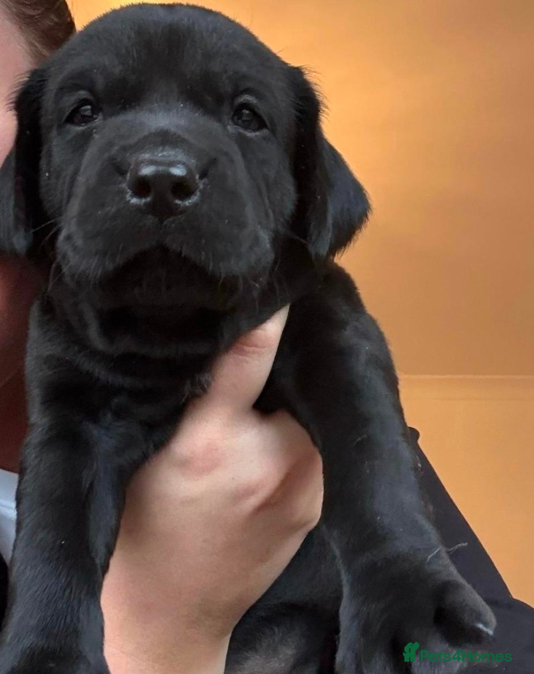 Labrador Retriever dogs for sale: KC Register Labradors Puppies - Advert 6