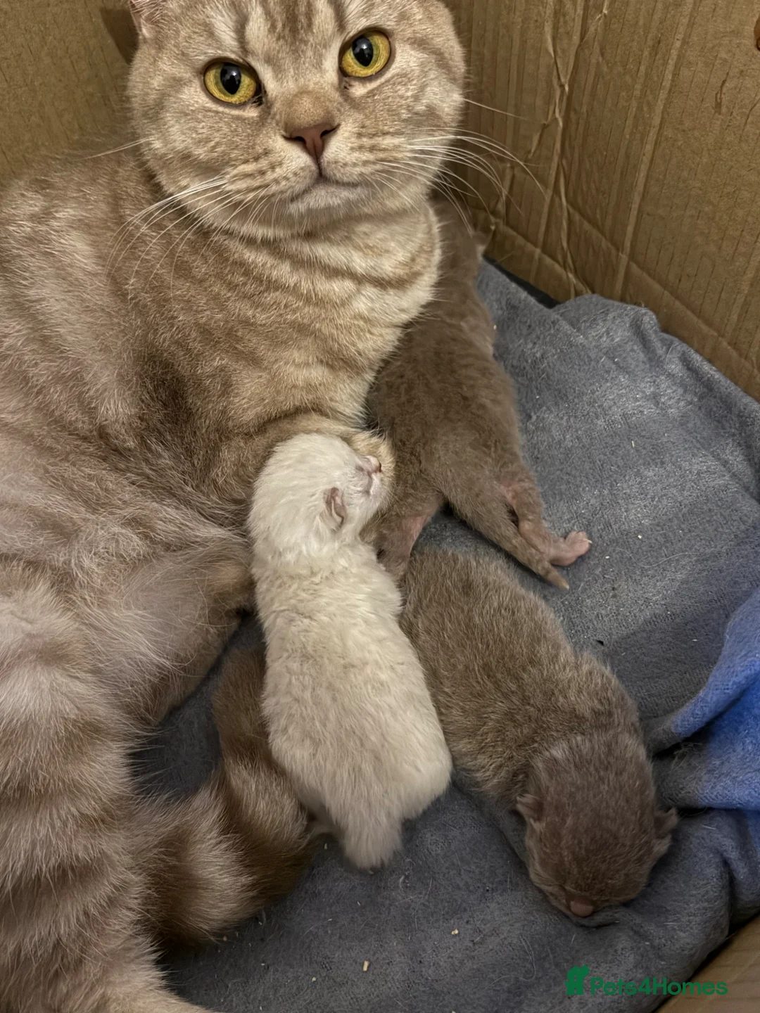 British Shorthair cats for sale: British shothair cute kittens  - Advert 1