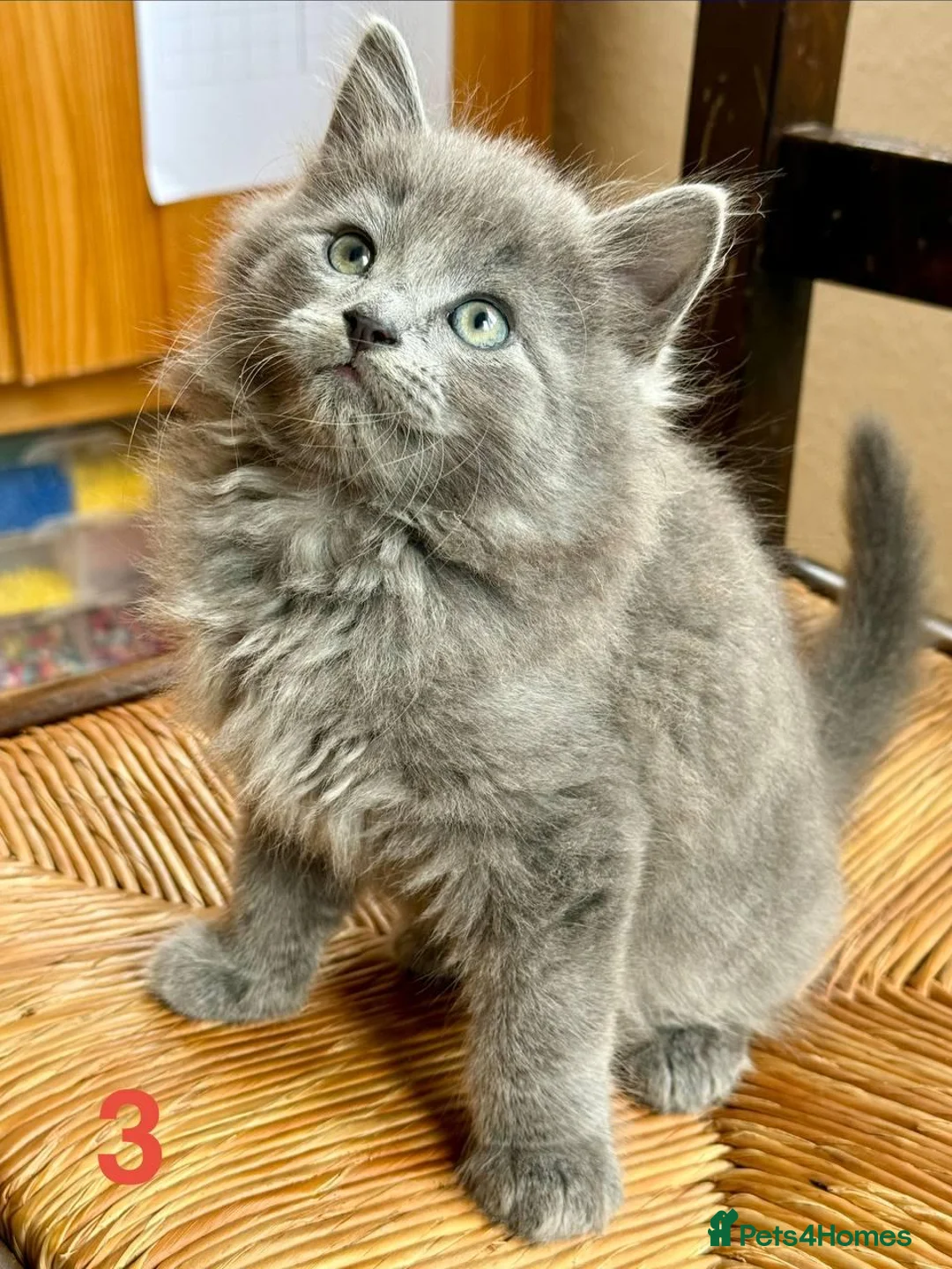 Mixed Breed cats for sale: Tabby kittens - Advert 1