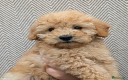 Labradoodle dogs for sale: READY NOW-HEALTH TESTED F1B Miniature Labradoodle - Image 11
