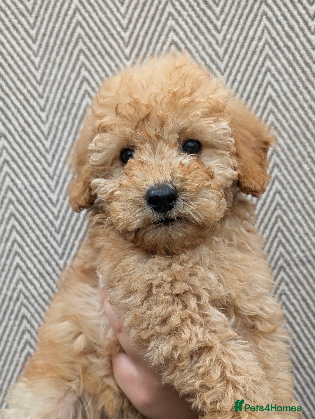 Labradoodle dogs for sale: READY NOW-HEALTH TESTED F1B Miniature Labradoodle - Image 11