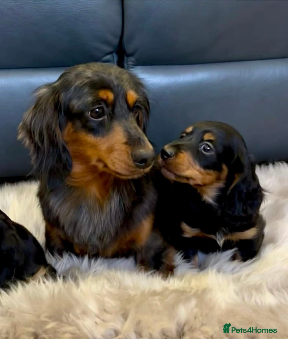 Dachshund dogs for sale: Beautiful Miniature long hair dachshund  - Advert 2