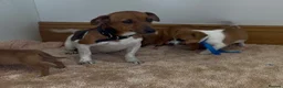 Jack Russell dogs for sale: Jack Russell puppies in Darwen - Advert 12