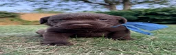 Labrador Retriever dogs for sale: Wonderful KC Chocolate Labrador Pups for Sale - Advert 17