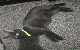 Mixed Breed cats for sale: Mircochipped male kittens  - Image 7