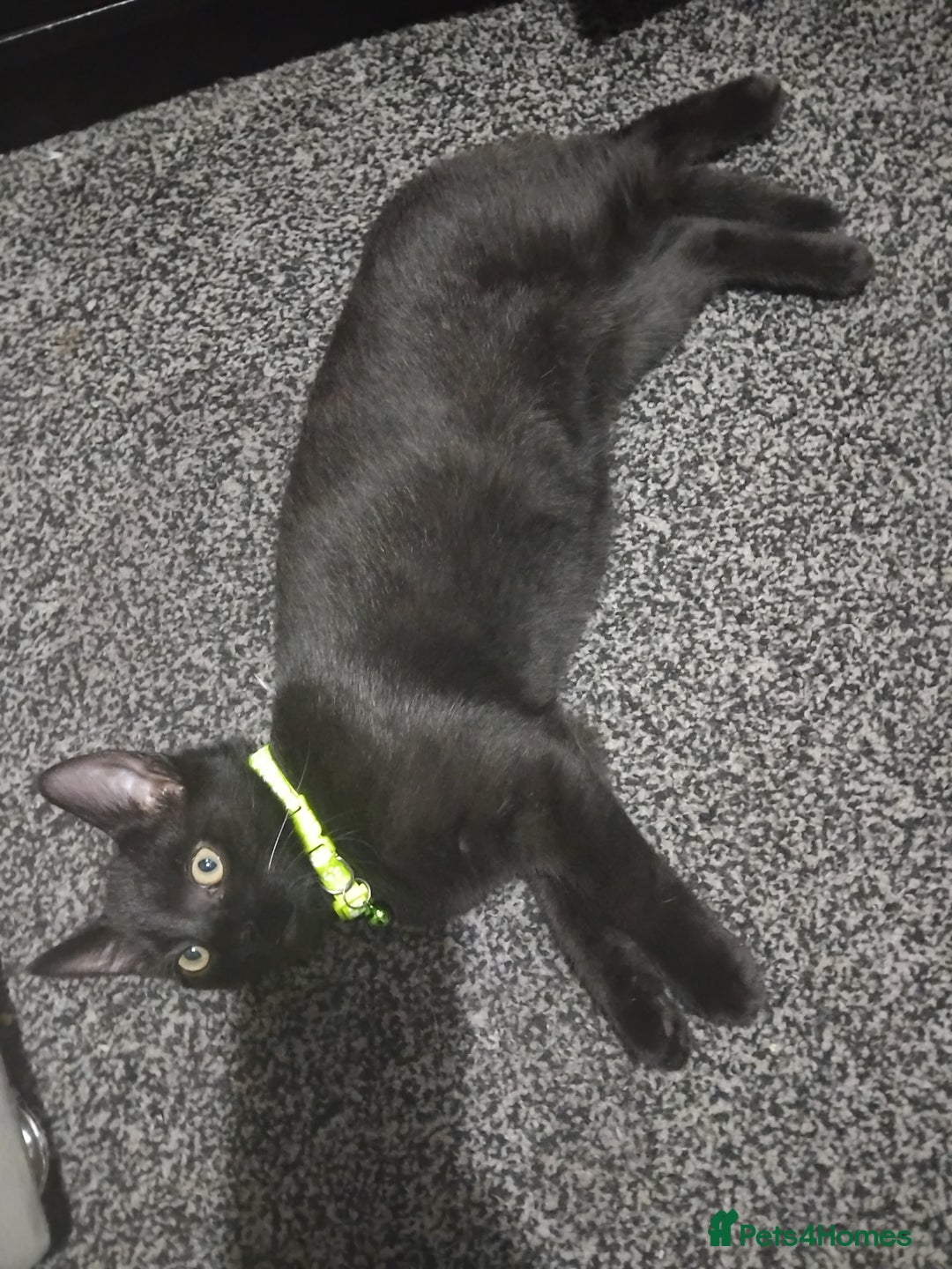 Mixed Breed cats for sale: Mircochipped male kittens  - Image 7