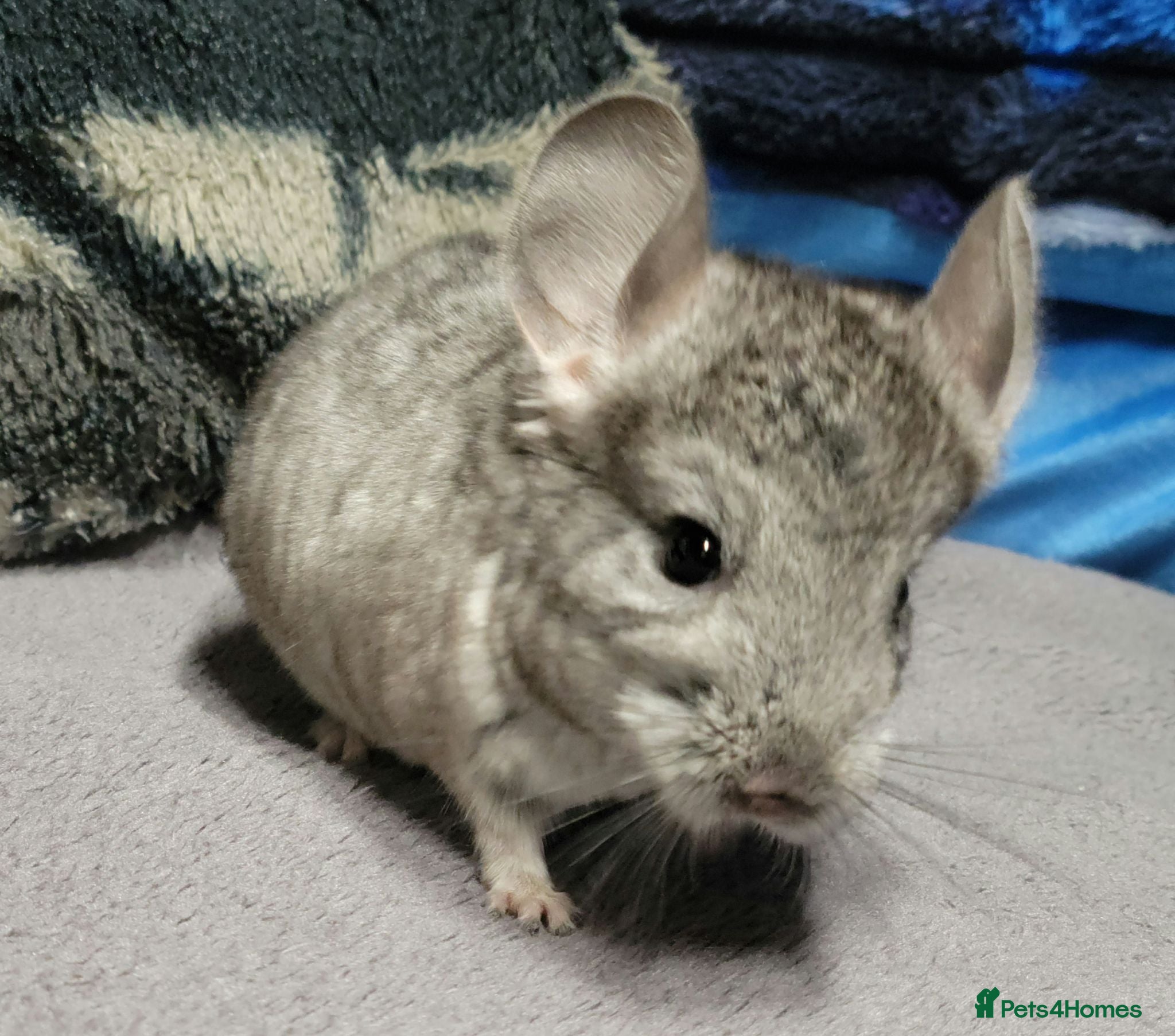 Chinchilla rodents Baby male chinchillas - Advert 1